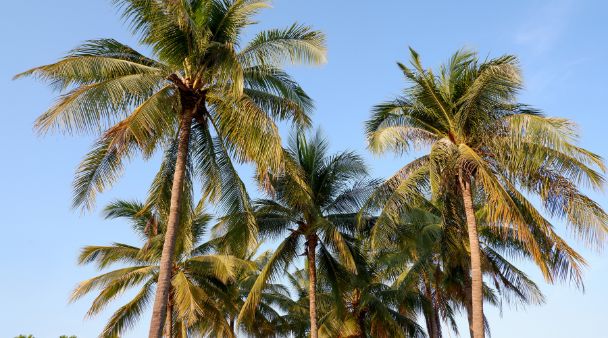 a bunch of palm trees against a blue sky